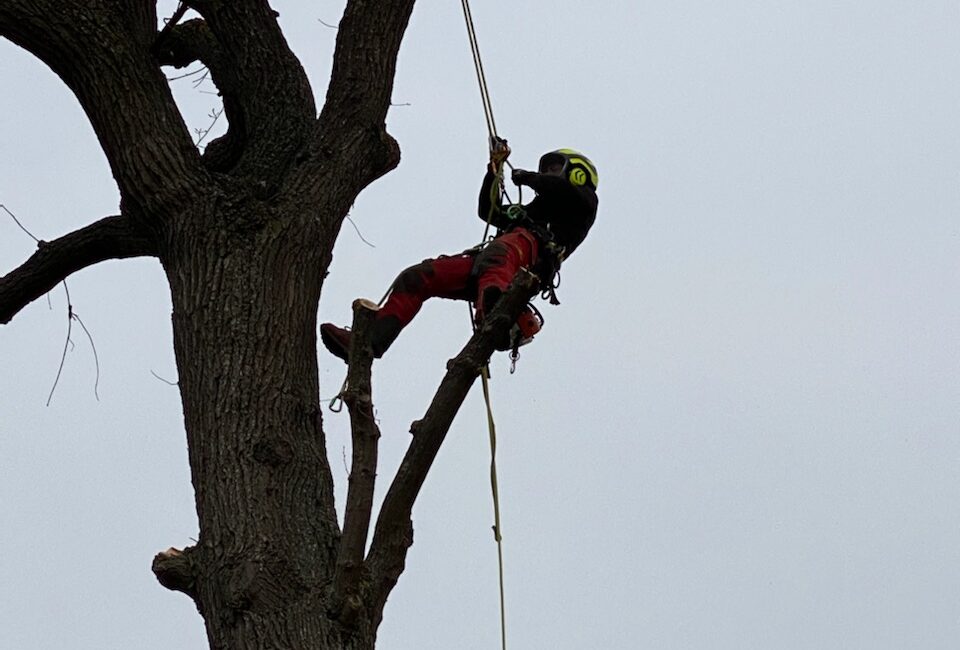 AJ Elagage Abattage Sablons 38