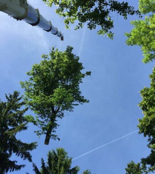 abattage-arbre-isère-abattage-arbre-ardeche