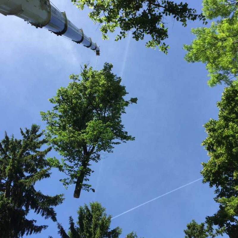 abattage-arbre-isère-abattage-arbre-ardeche