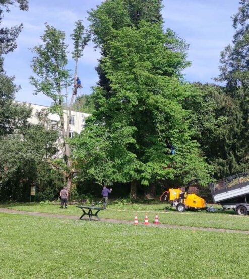 elagage-sablons-aj elagage-coupe-arbre-taille-haie (7)