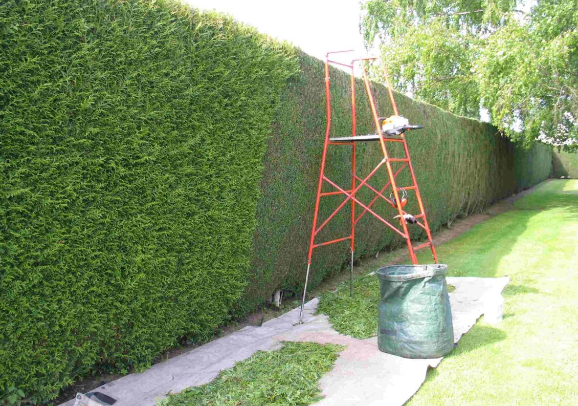 taille-de-haies-jardinier-06.jpg2_ taille-de-haies-jardinier-06.jpg2_