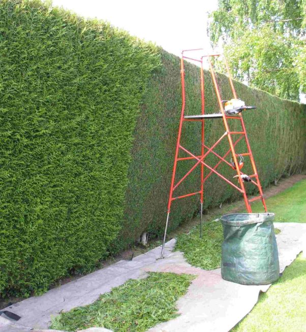 taille-de-haies-jardinier-06.jpg2_ taille-de-haies-jardinier-06.jpg2_