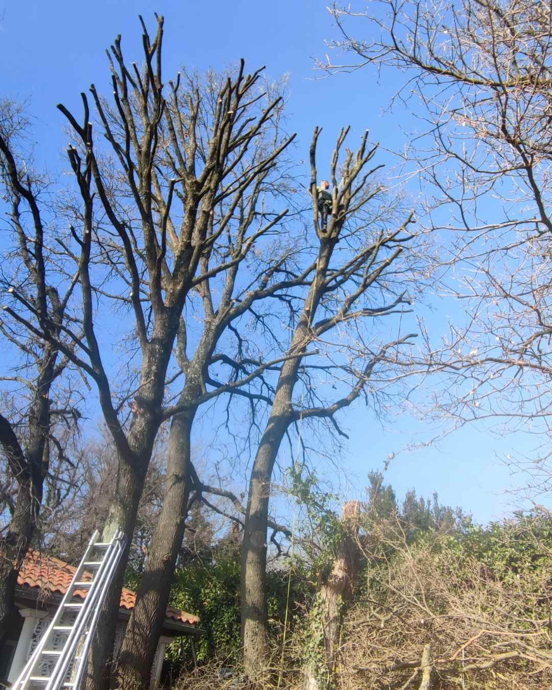 elagueur-rhone-alpes-couper-arbre (1)