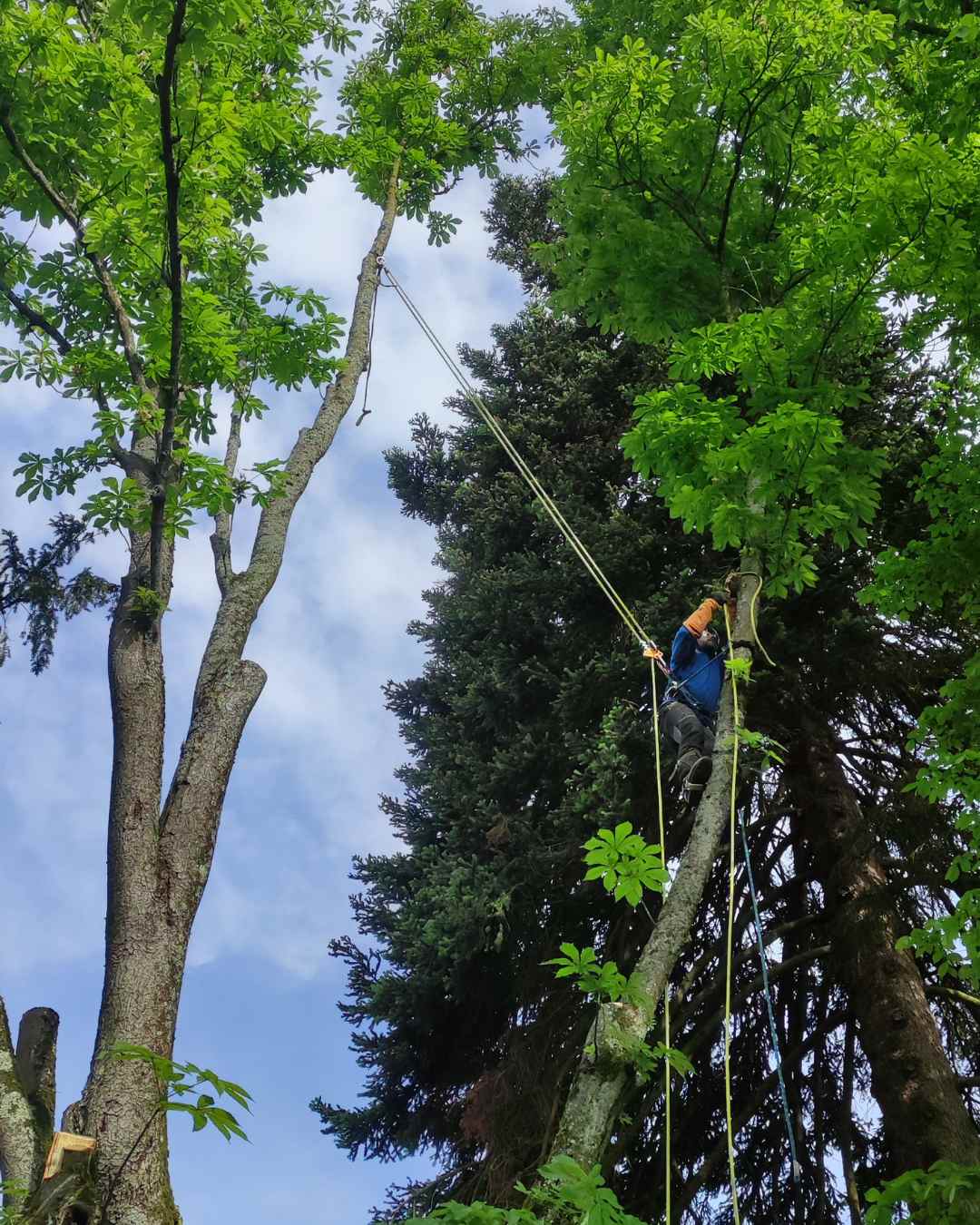 elagueur-rhone-alpes-couper-arbre (16)