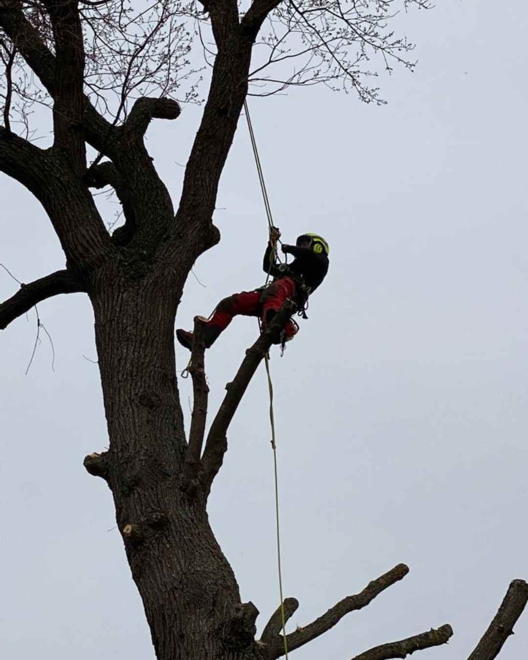 elagueur-rhone-alpes-couper-arbre (17)