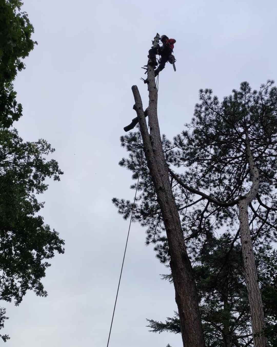 elagueur-rhone-alpes-couper-arbre (19)