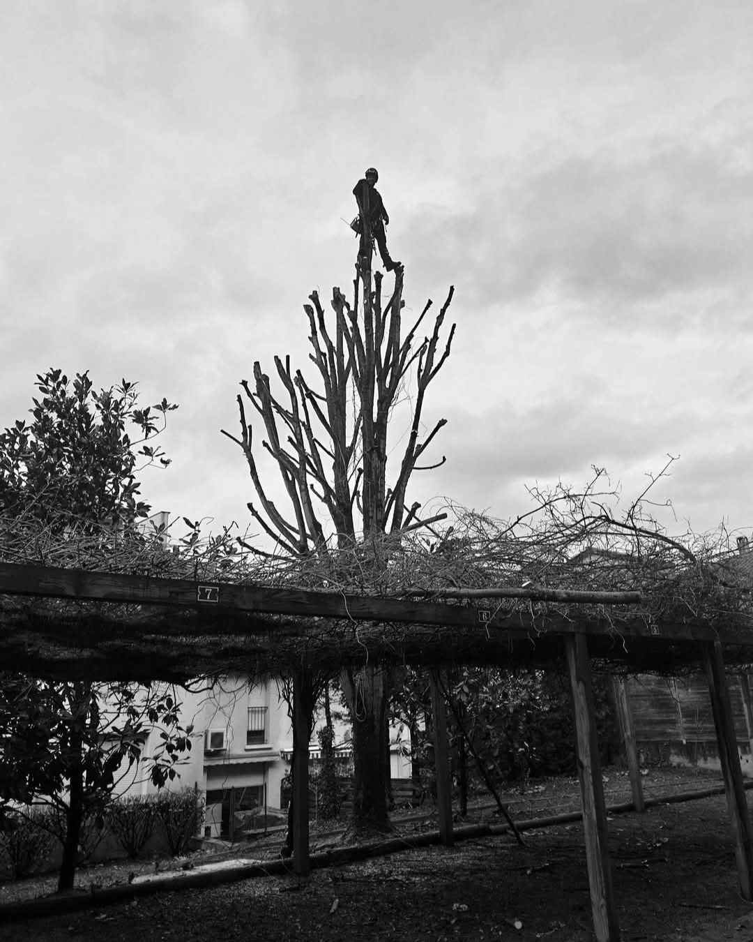 elagueur-rhone-alpes-couper-arbre (3)