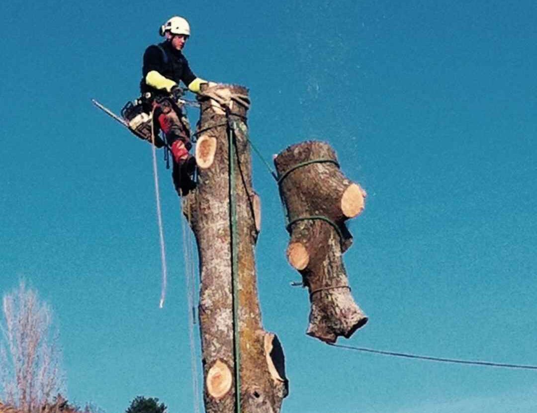 élagueur-sablons-couper-arbre-isère