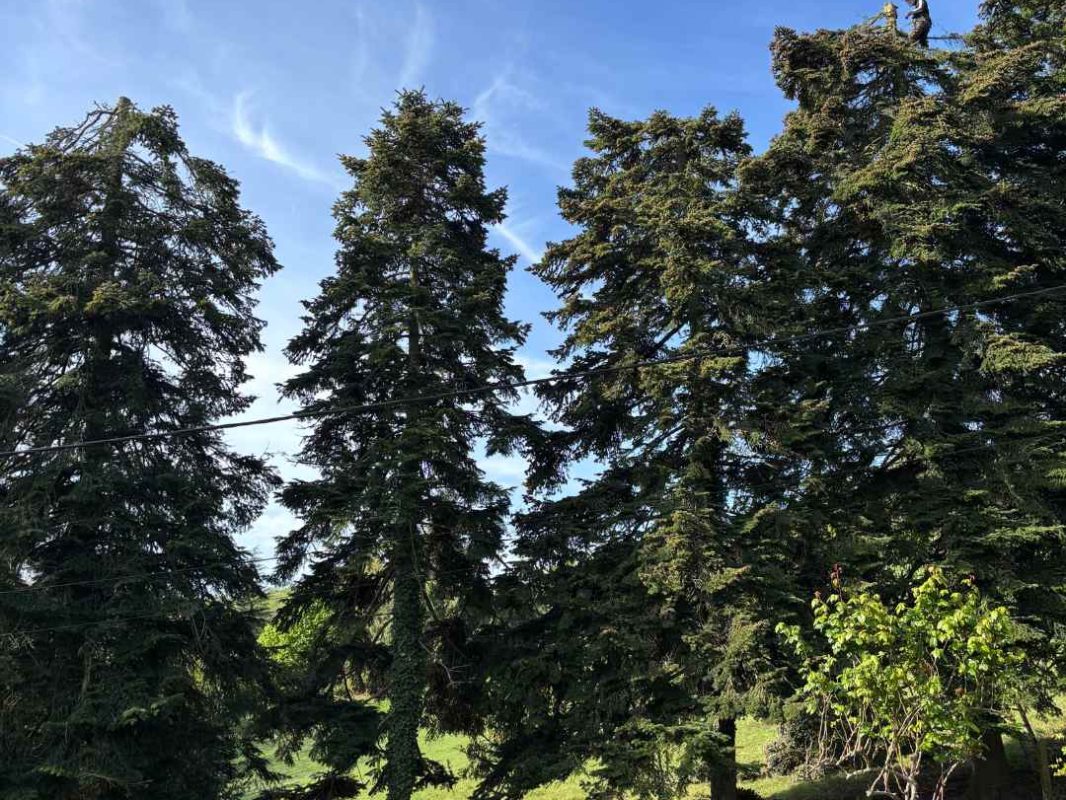 elagueur-rhone-alpes-couper-arbre (33) taille haie sablons isere