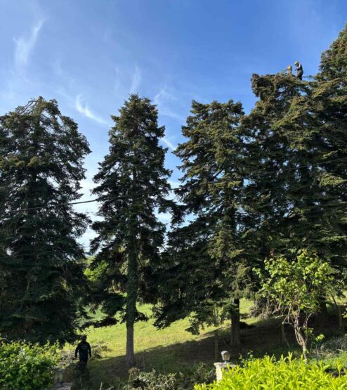 taille haie sablons isere