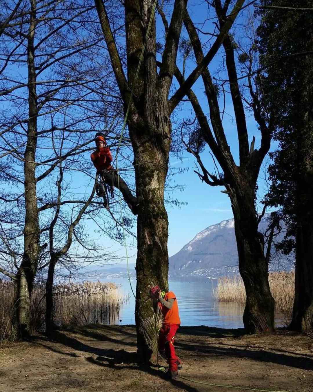 elagueur-rhone-alpes-couper-arbre (37)