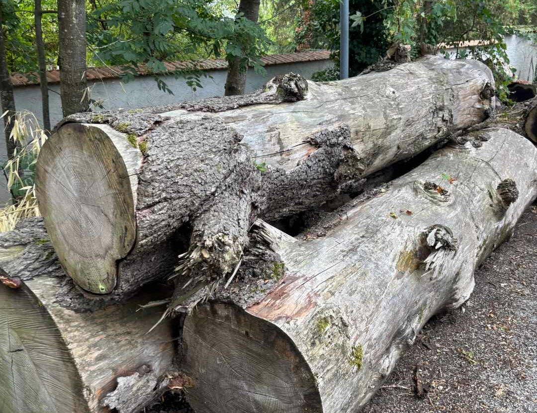 abattage-arbre-salaise