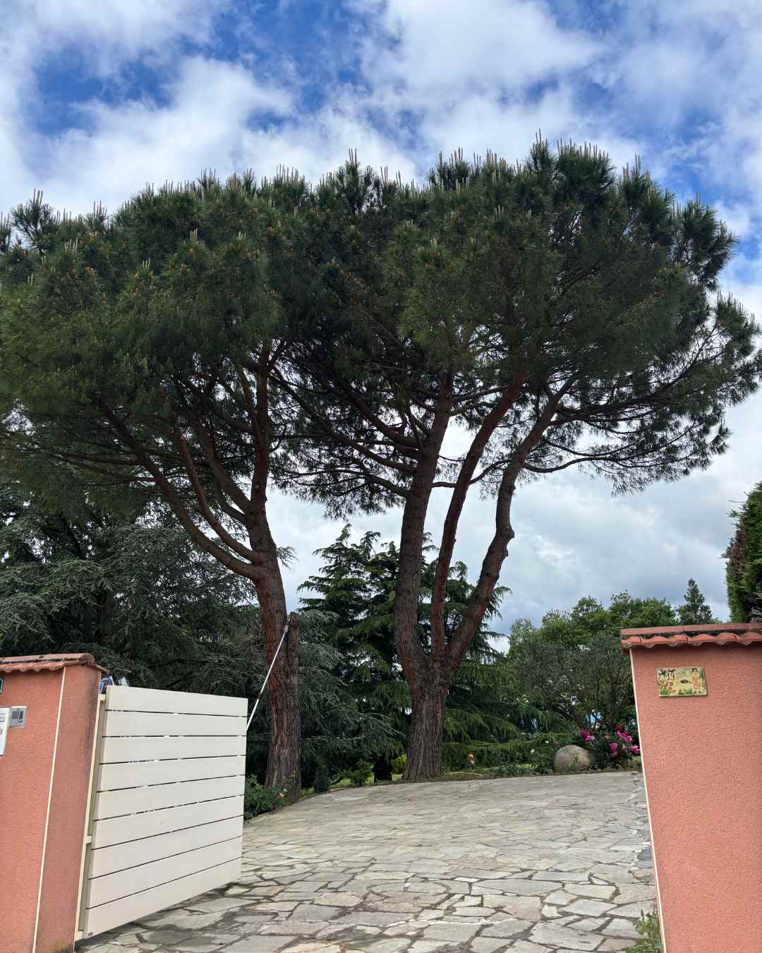 elagueur-rhone-alpes-couper-arbre (42)
