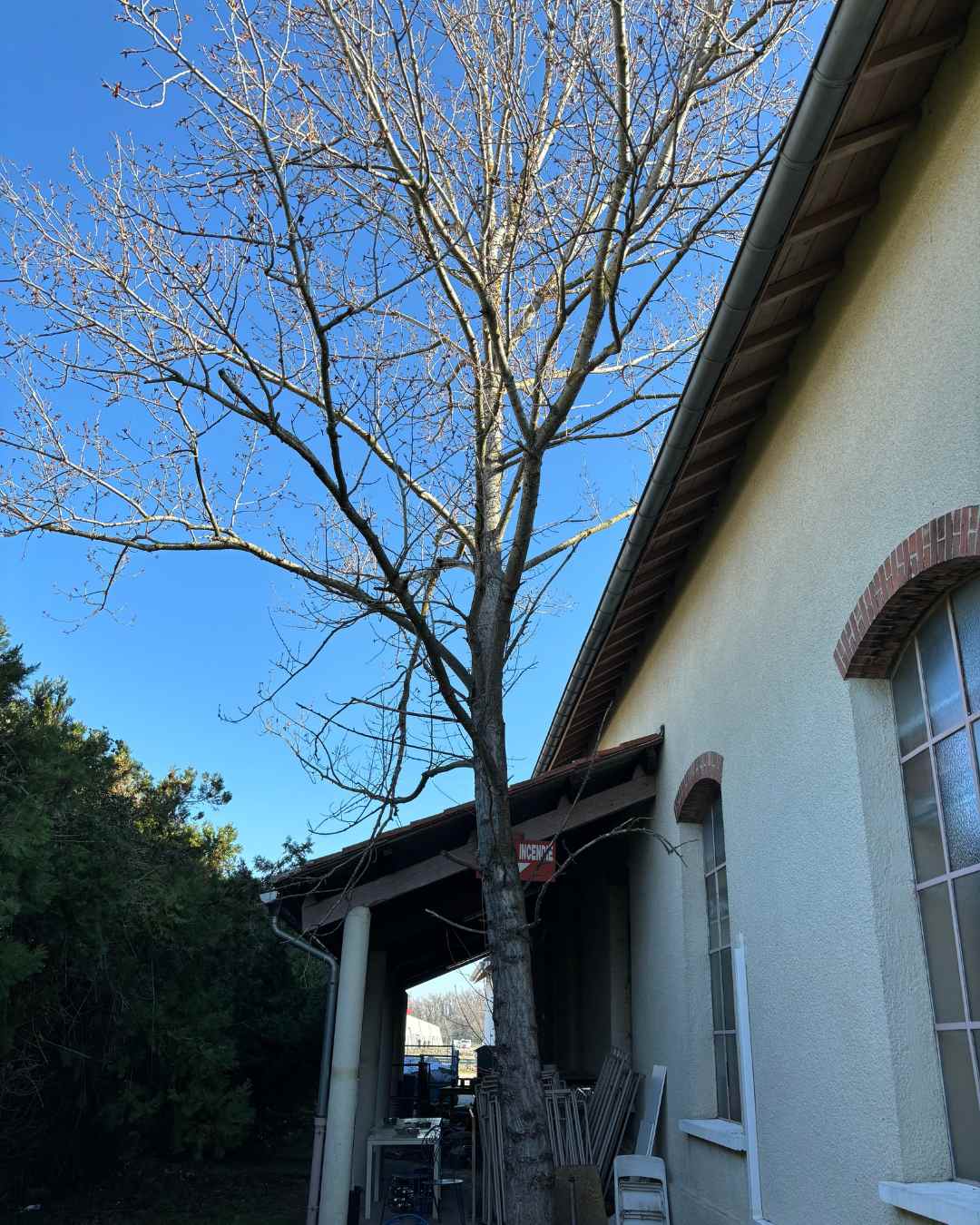 elagueur-rhone-alpes-couper-arbre (45)