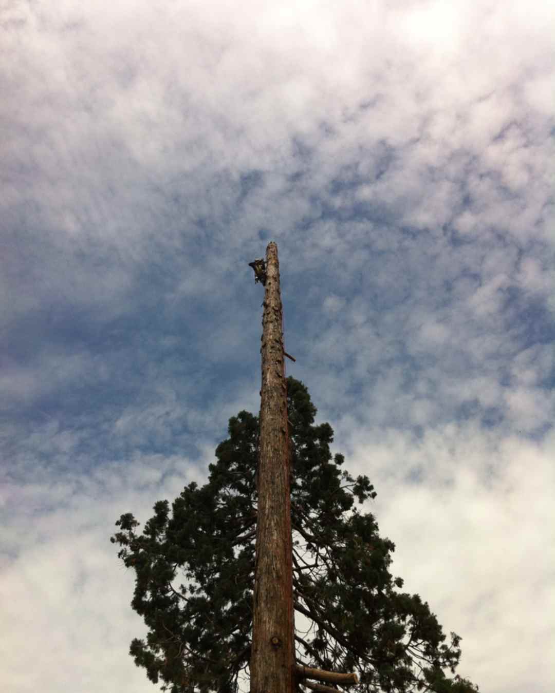 elagueur-rhone-alpes-couper-arbre (8)