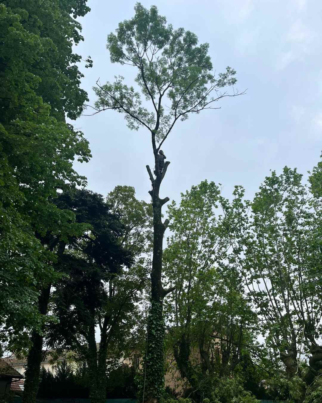 elagueur-rhone-alpes-couper-arbre (9)