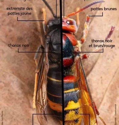 AJ Frelon Sablons AJ Frelon Sablons