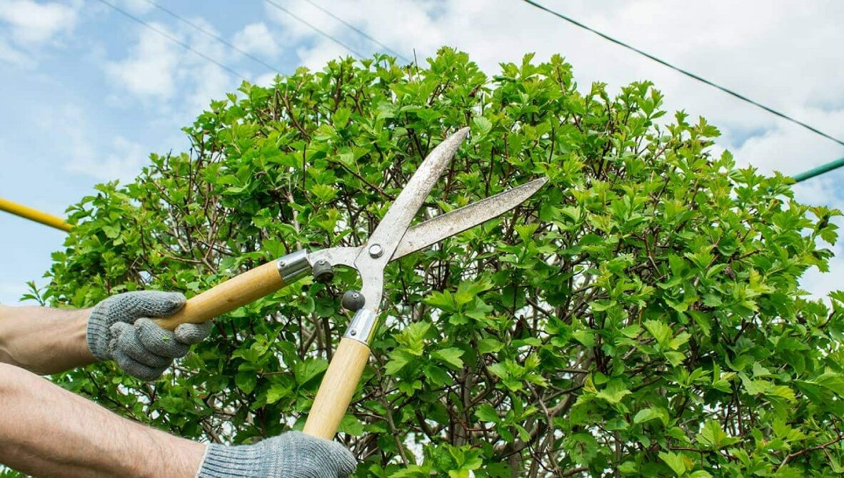 Tree_Pruning_and_Tree_Trimming Tree_Pruning_and_Tree_Trimming