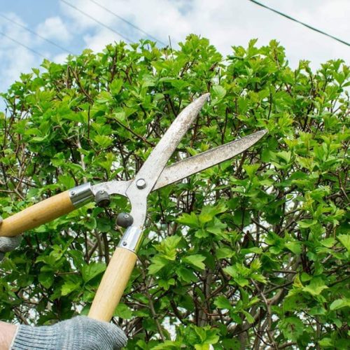 Tree_Pruning_and_Tree_Trimming