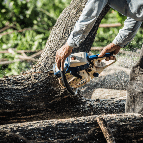 aj elagage taille arbre sablons elagueur-beaurepaire-coupe-arbre-salaise-sur-sanne