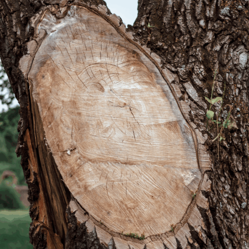 coupe arbre sablons serrieres aj elagage coupe-arbre-aj-elagage-elagueur-sablons-aj-frelon